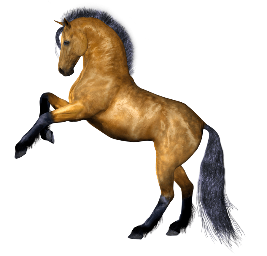 Stallion Rides Ride Horse Steed PNG