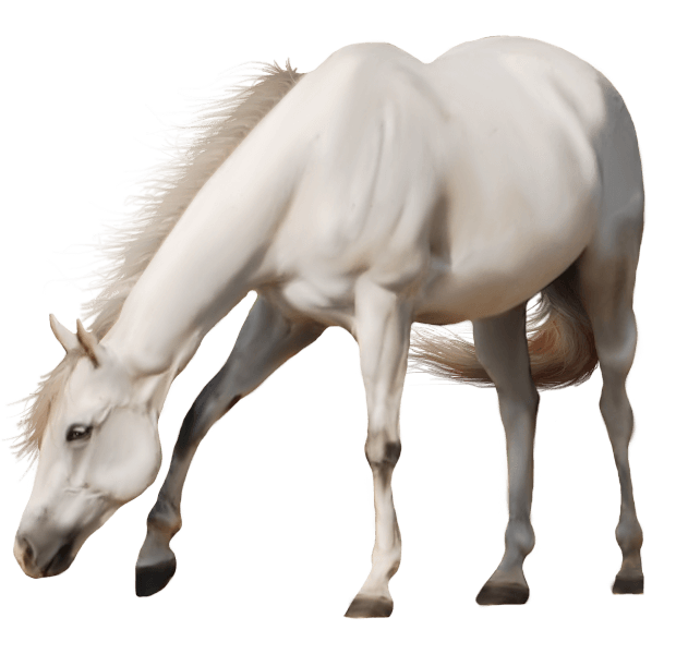 Horse Horseback Animal Saddle Brown PNG