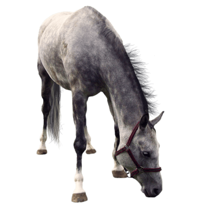 Cow Pony Biology Cart Mare PNG