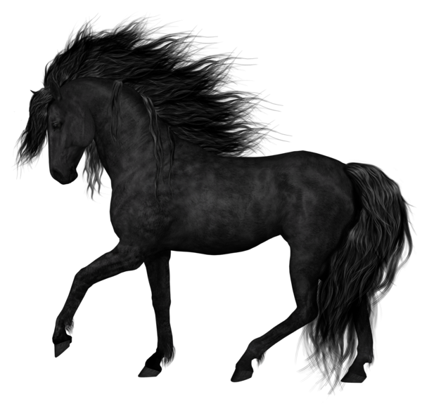 Evener Rider Appaloosa Back Horsepower PNG