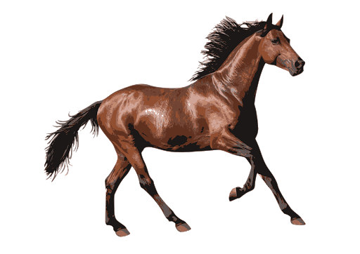 Knight Dressage Horseback Steed Equestrian PNG