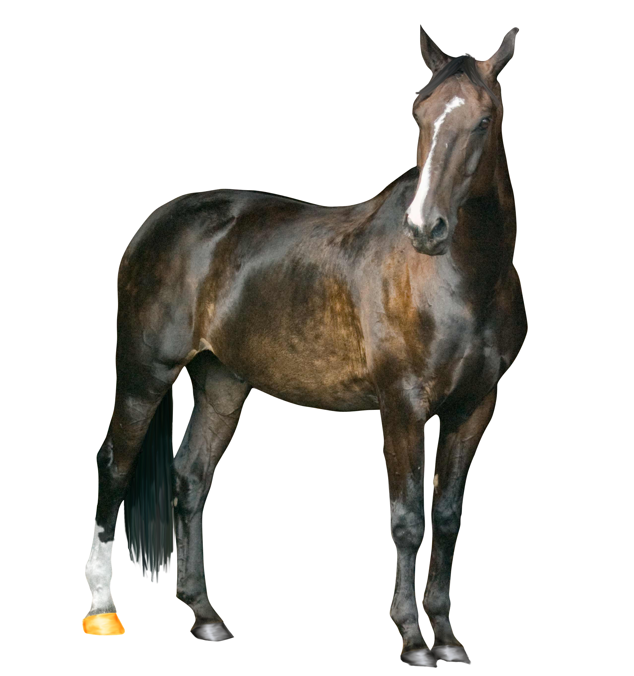 Animals Beef Back Horse Ponies PNG
