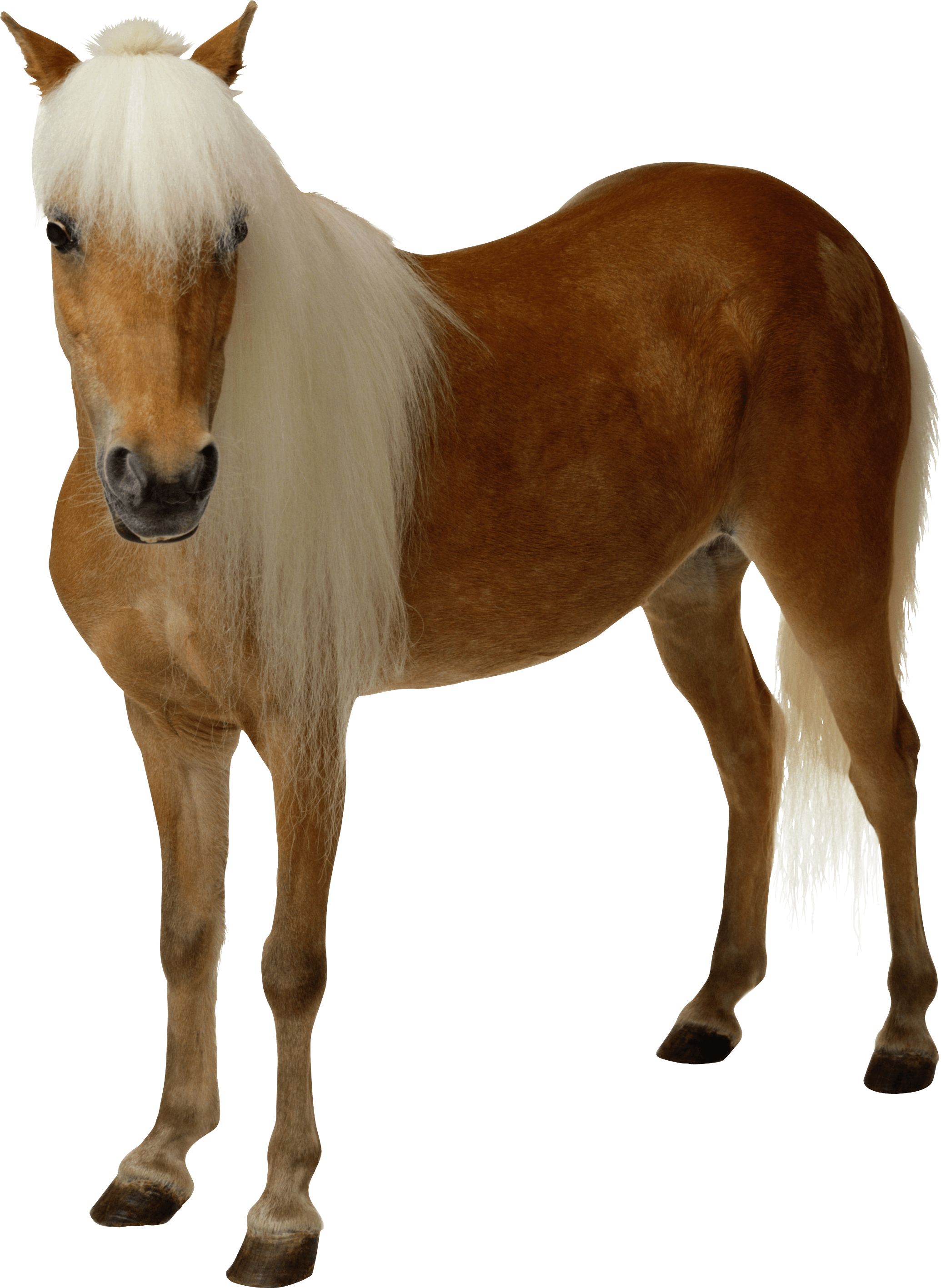 Saddle Furry Sawbuck Brown Background PNG