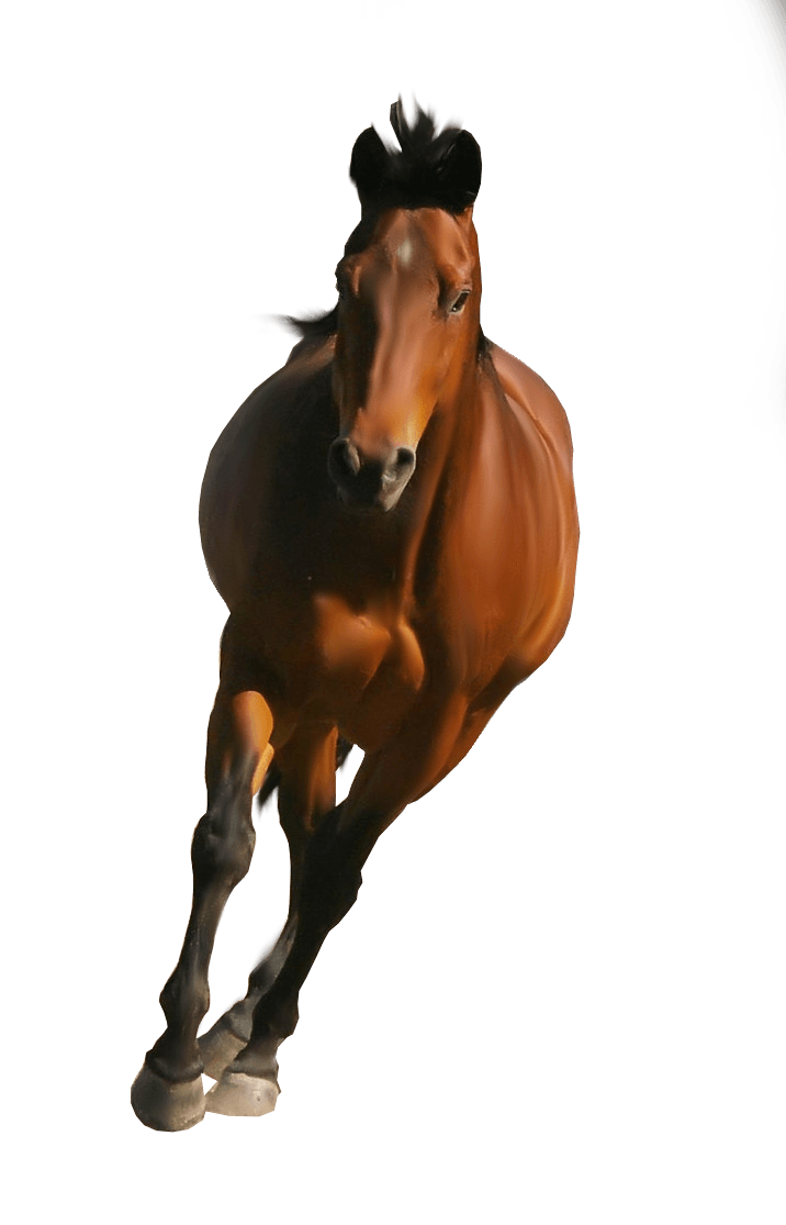 Animals Junk Mare Rides Equestrian PNG