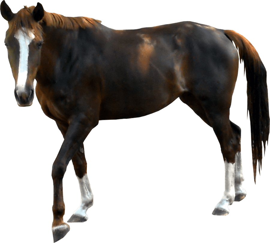 Equine Knight Rider Horse Animal PNG