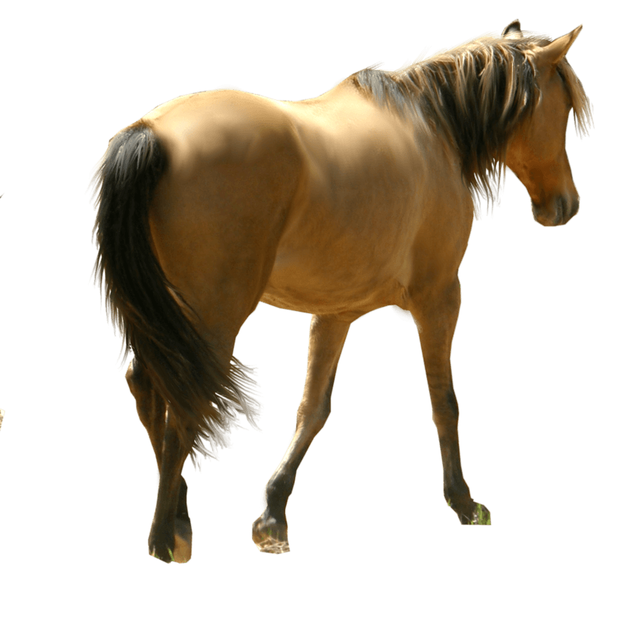 Adorable Saddle Riding File Horse PNG