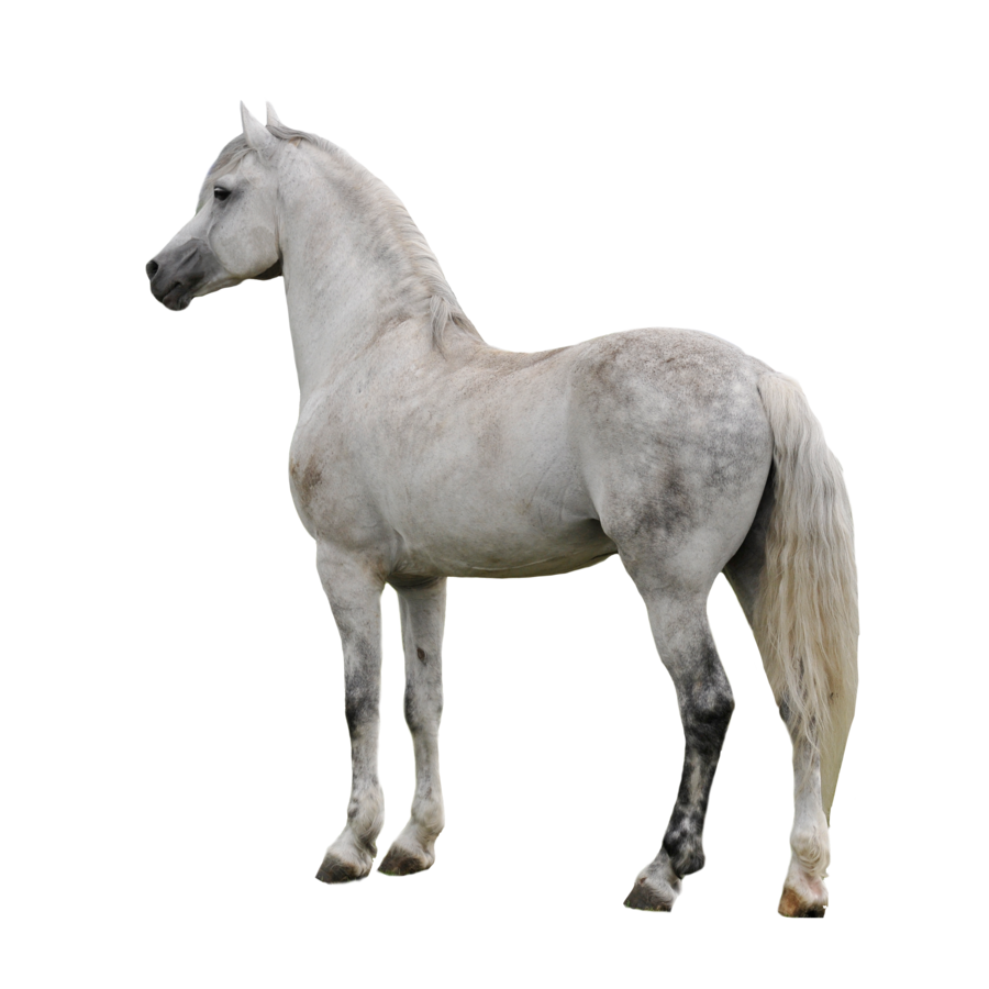 Oxen Horse Saddle Pet Albino PNG