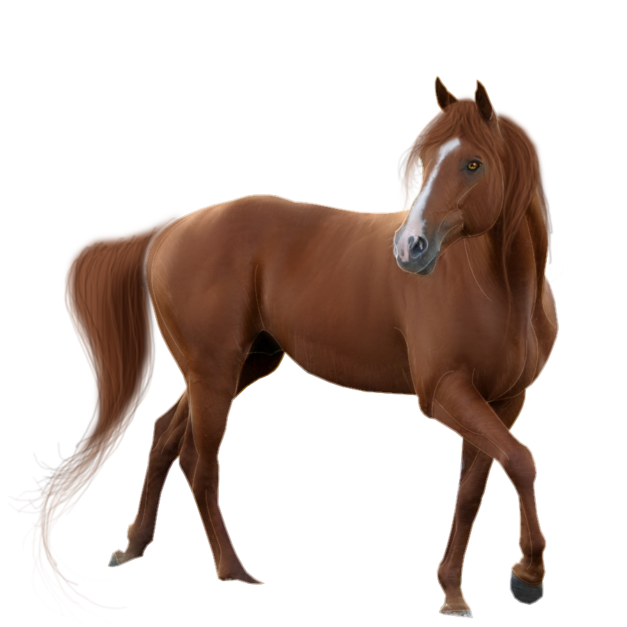 Horse Kitten Scag Riding Horsey PNG