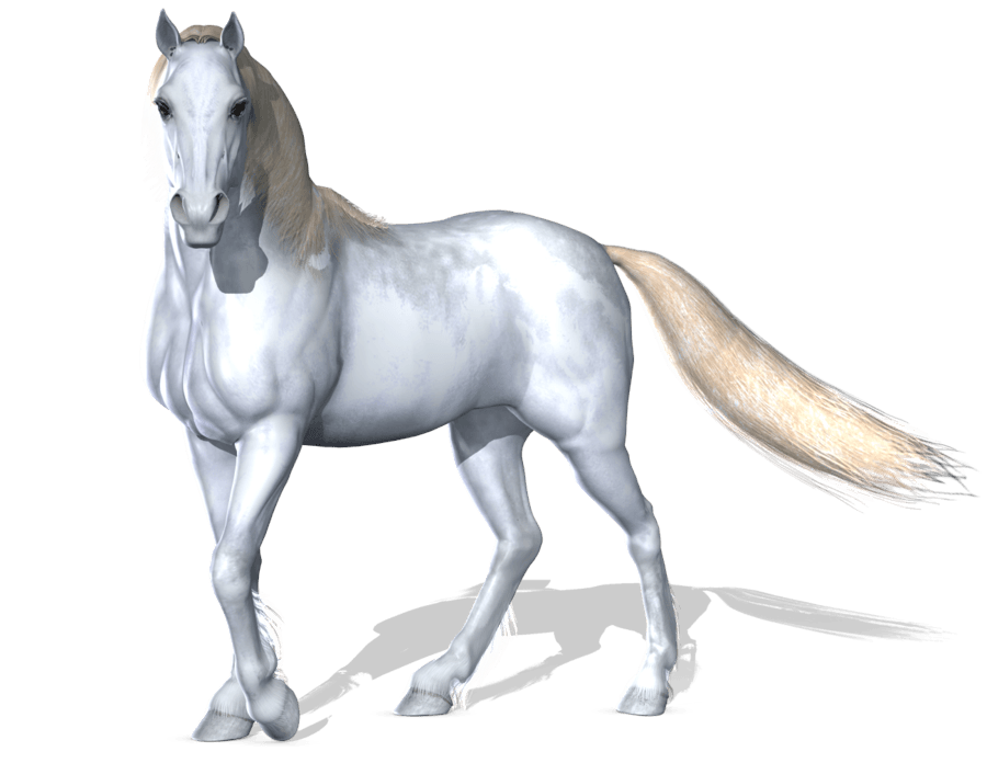 Racehorse Stallion Horse Sawhorse Cats PNG