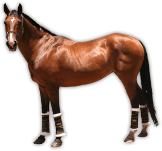 Junk Roan Brown Rider Horseback PNG