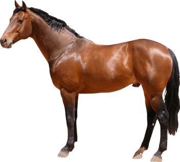 Knight Mare Racehorse Steed Cat PNG