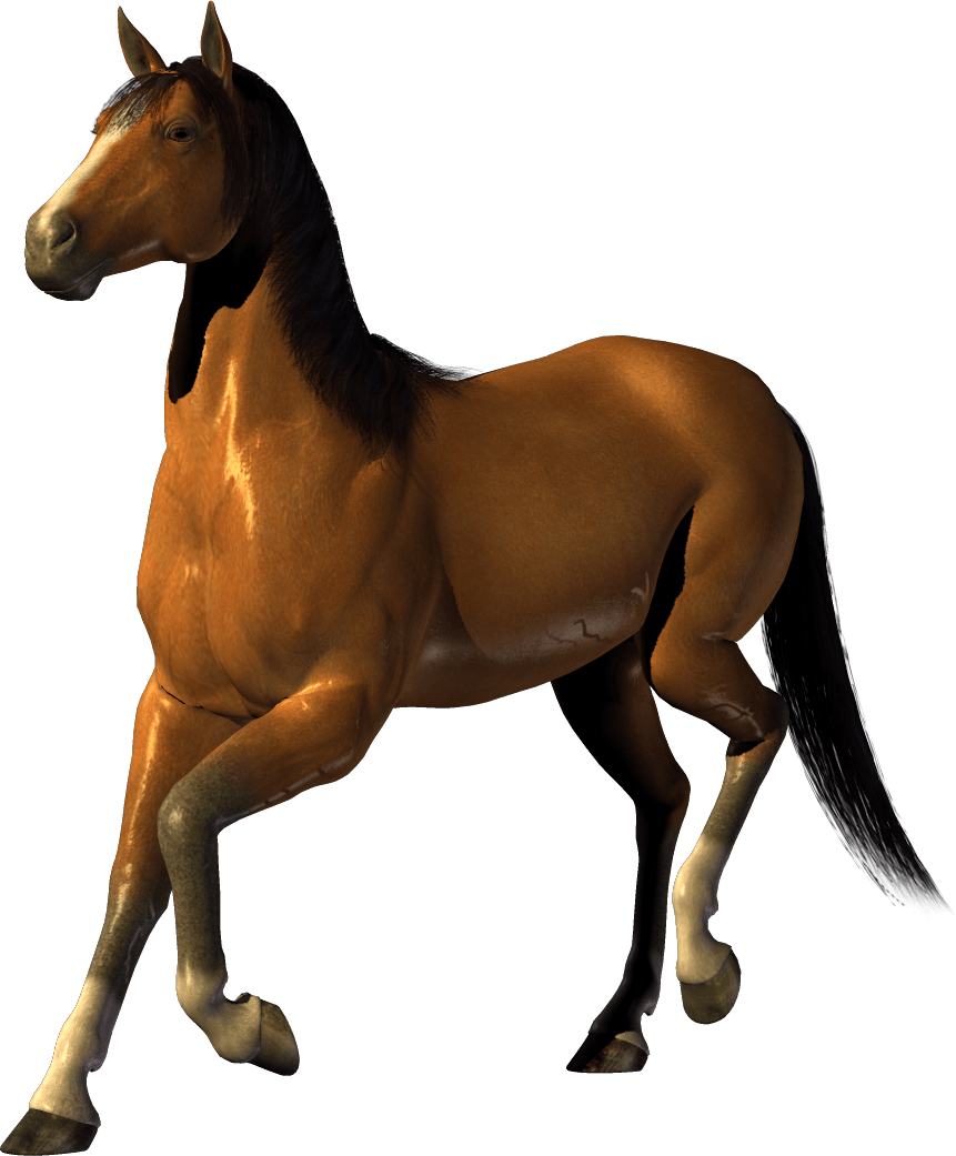Cow Cavalry Horse Mare Horsey PNG