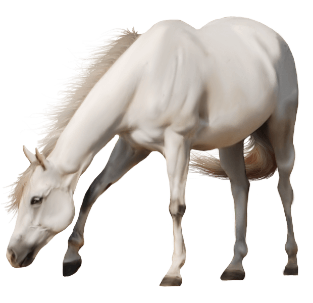 Smack Animal Cats Pet Horse PNG