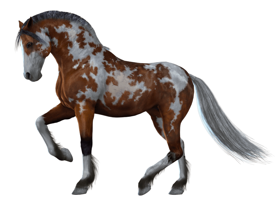 Smack Horse Scag Equestrian Flora PNG