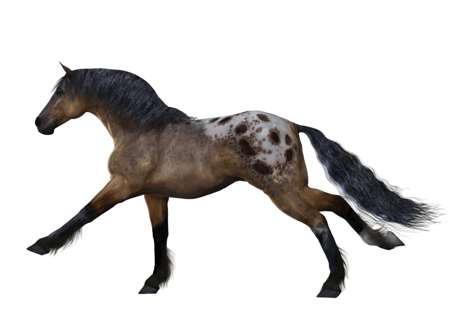 Background Pony Horseman Horseback White PNG