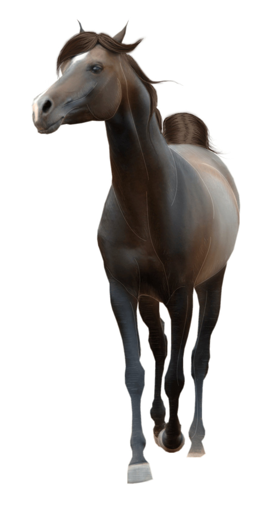 Fauna Biology Horse Cavalry Roan PNG