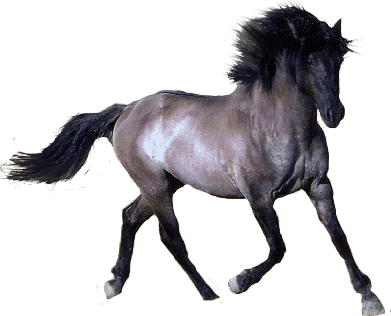 Mare Pets Love Pony Stallion PNG