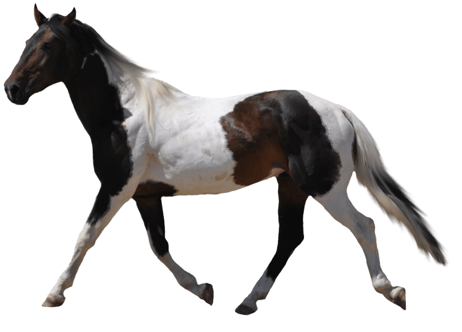 Flora Pet Background Cavalry Racehorse PNG