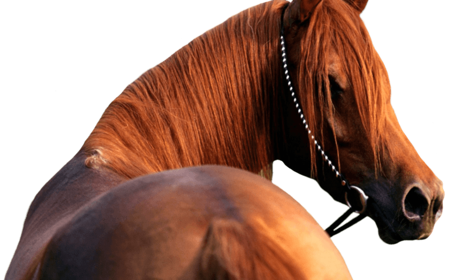 Sawhorse Stallion Rides Equine Smack PNG
