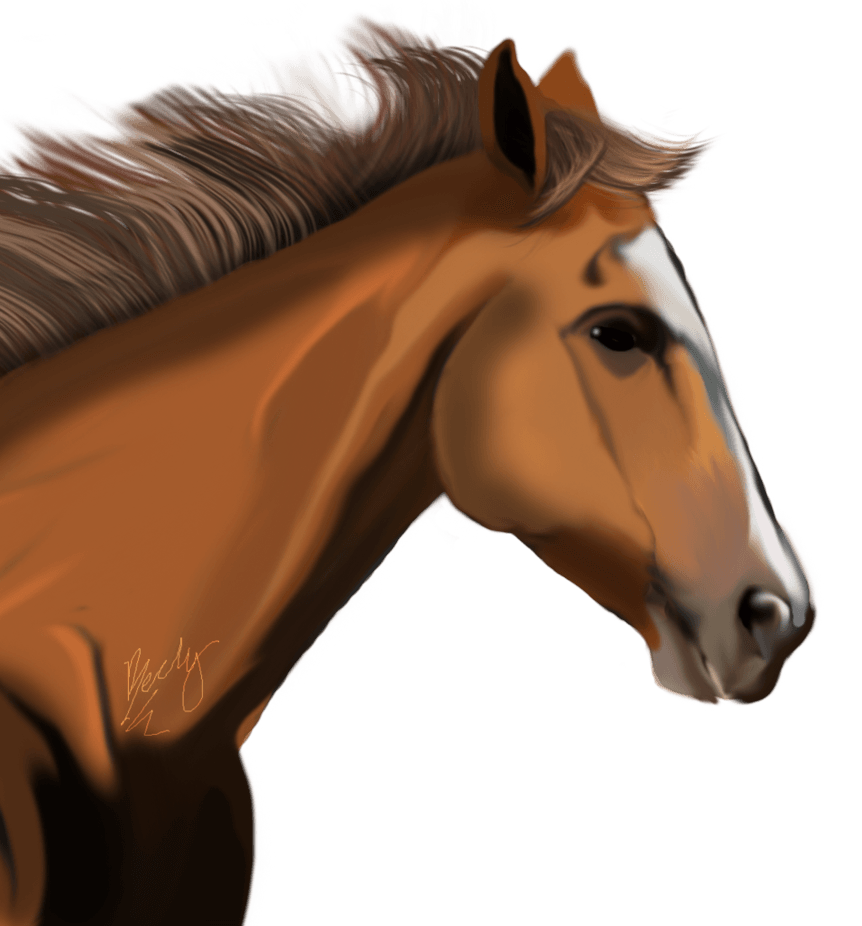 Horse Equestrian Racehorse Horseman Rider PNG