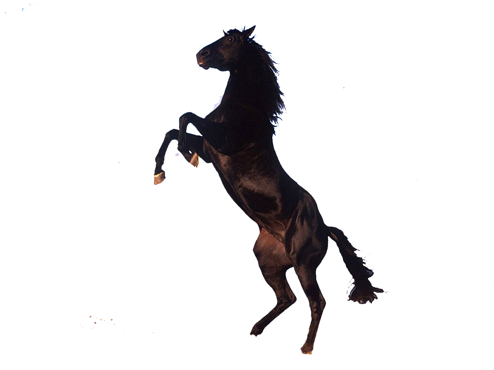 Love Jockey Rides Horse Stallion PNG