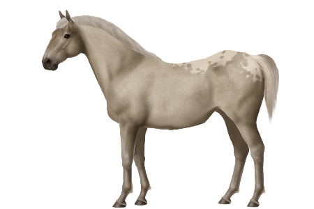 Horse Mustang Smack Comer Mare PNG