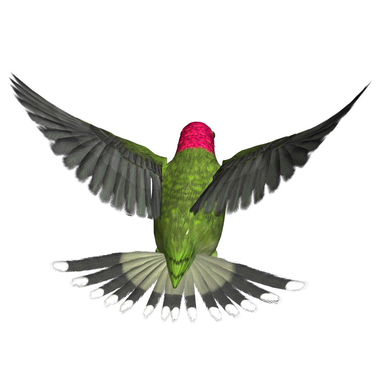 Egret Woodpecker Animals Hummingbird Love PNG