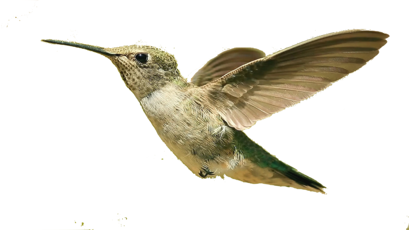 Squirrel Oriole Flying Frog Hummingbird PNG