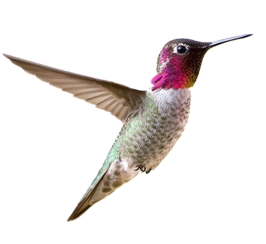 Hummingbird Real Songbirds Anemone Bird PNG
