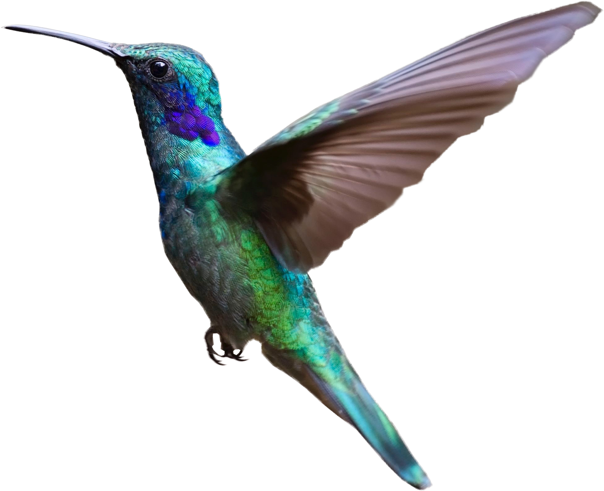 Turquoise Hummingbird Animals Hummers High PNG