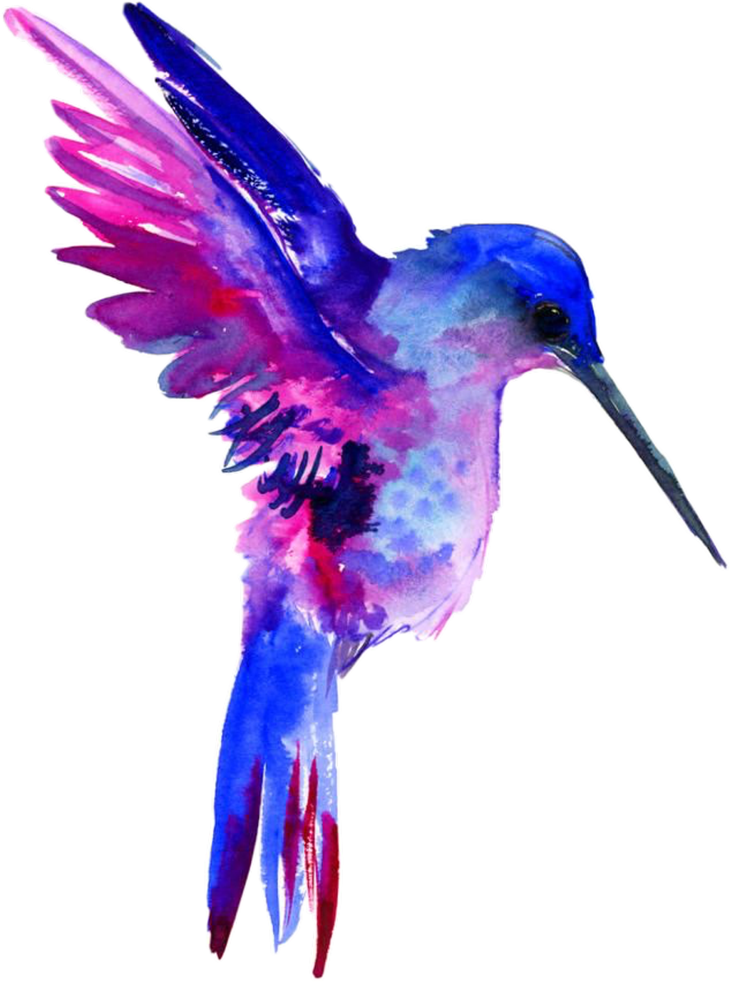 Hummingbird Animals Watercolor PNG