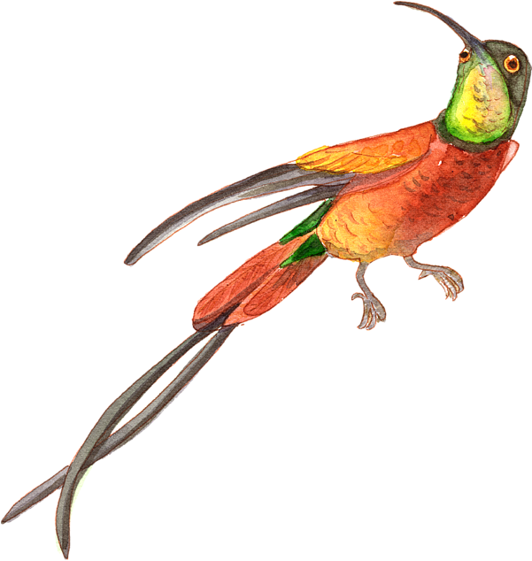 Hummingbird Watercolor Animals PNG