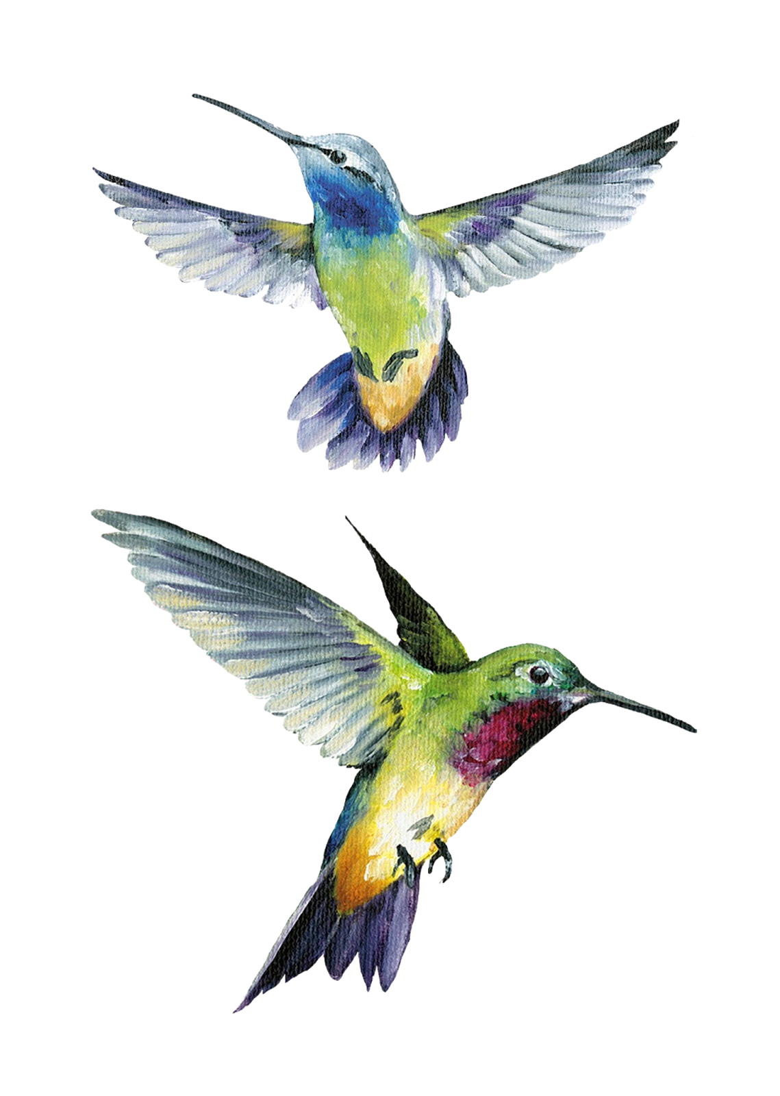 Watercolor Hummingbird Animals PNG