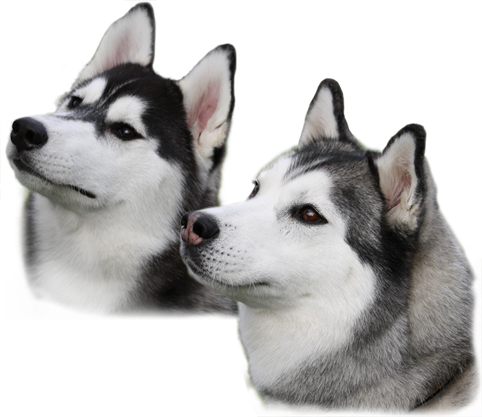 Robust Husky Cacophonous Cartoon Life PNG
