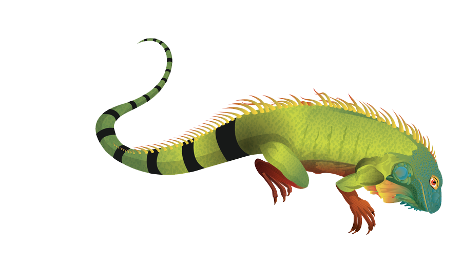 Critter Cartoon Kitten Reptile Iguana PNG