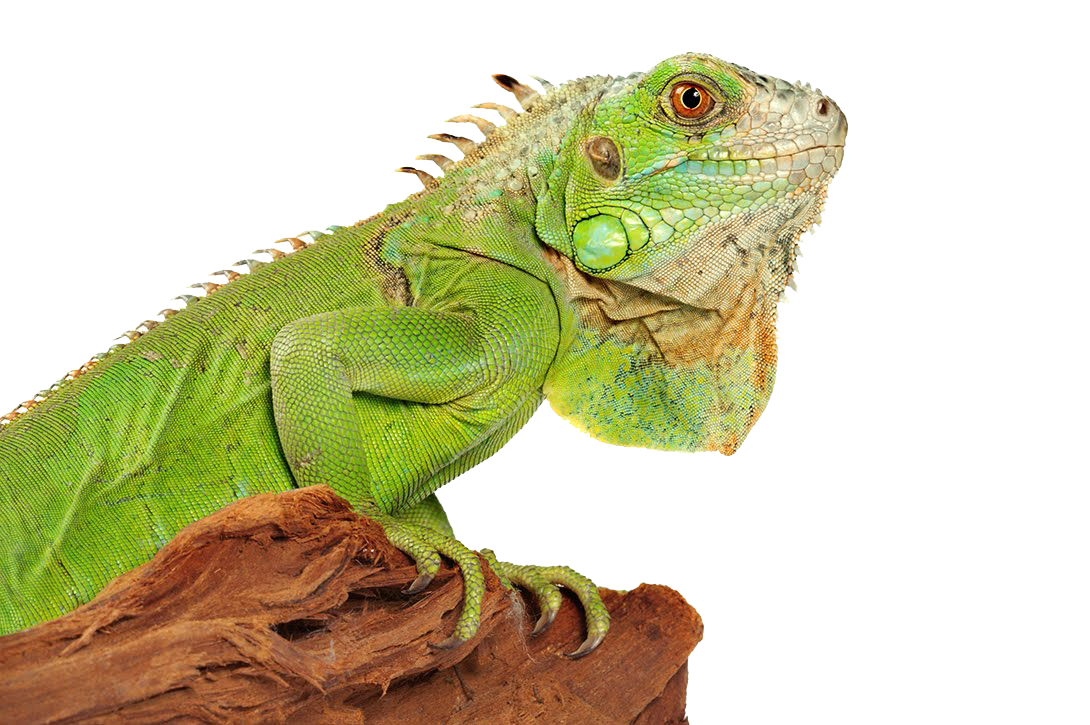 Iguana Lizard Squirrel Kitty Awesome PNG