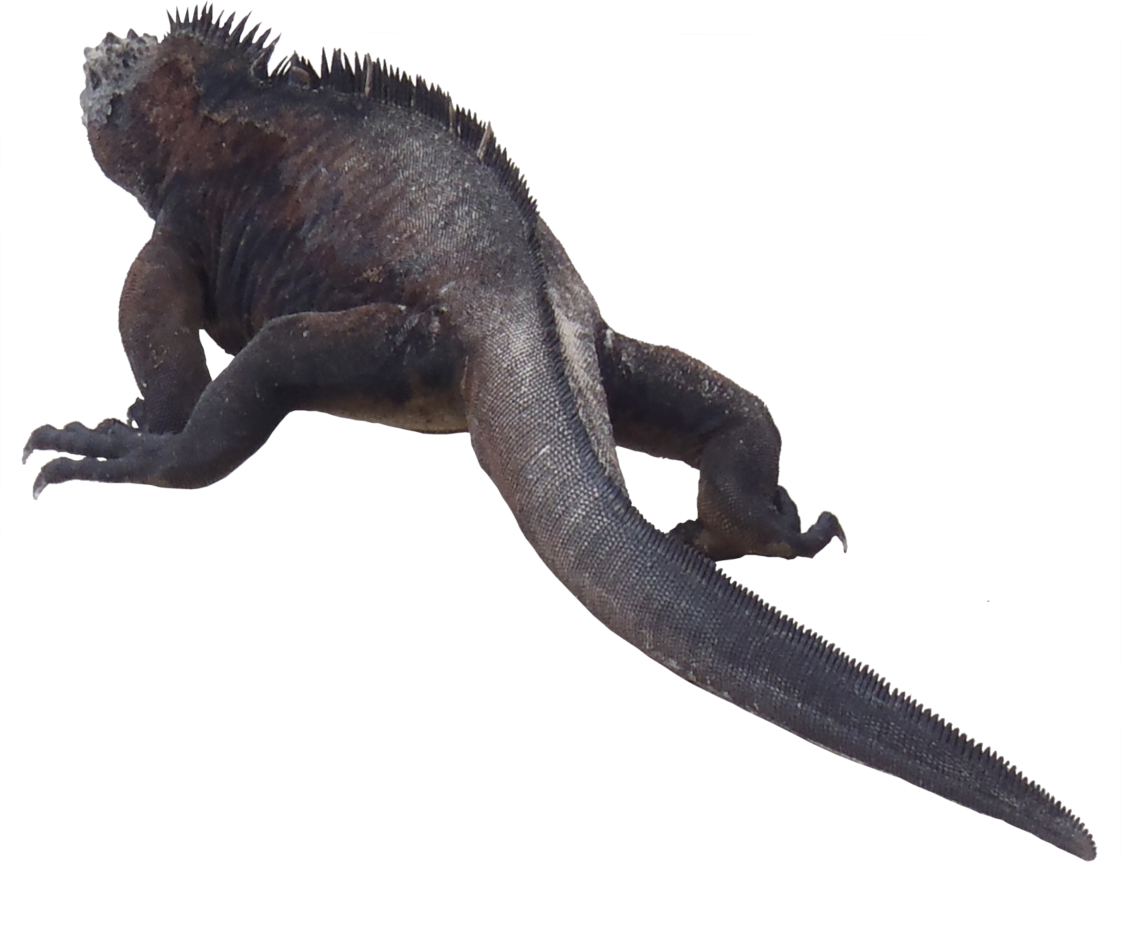 Cartoon Awesome Day Kitten Caiman PNG