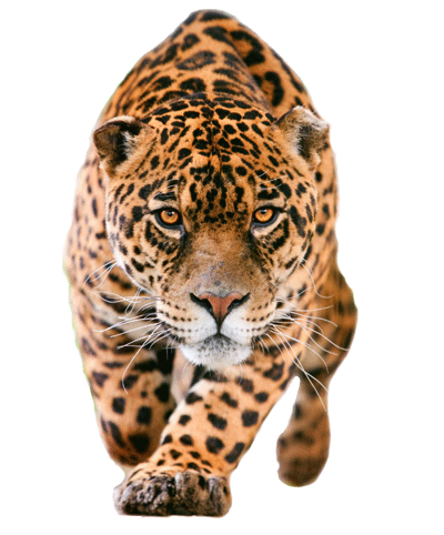 Wolf Cheetah Rare Ecology Jaguar PNG
