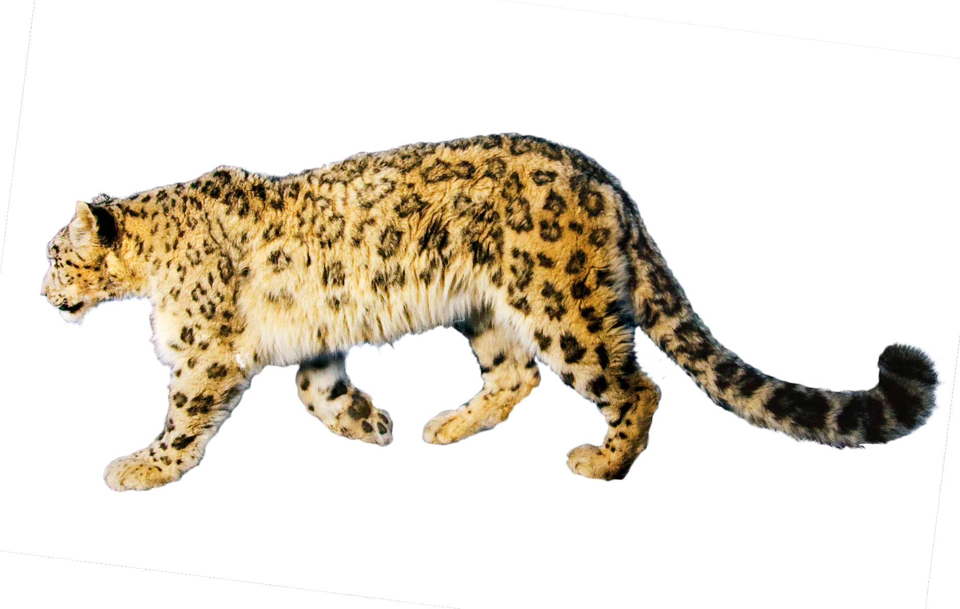Jaguar Panther Critter Tree Reptile PNG