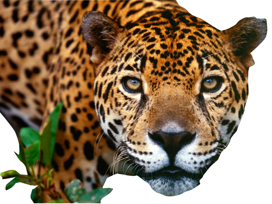 Jaguar Tiger Fauna Tortoise Reptile PNG