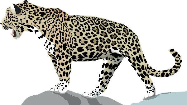 Cougar Jaguar Nature Life Pets PNG