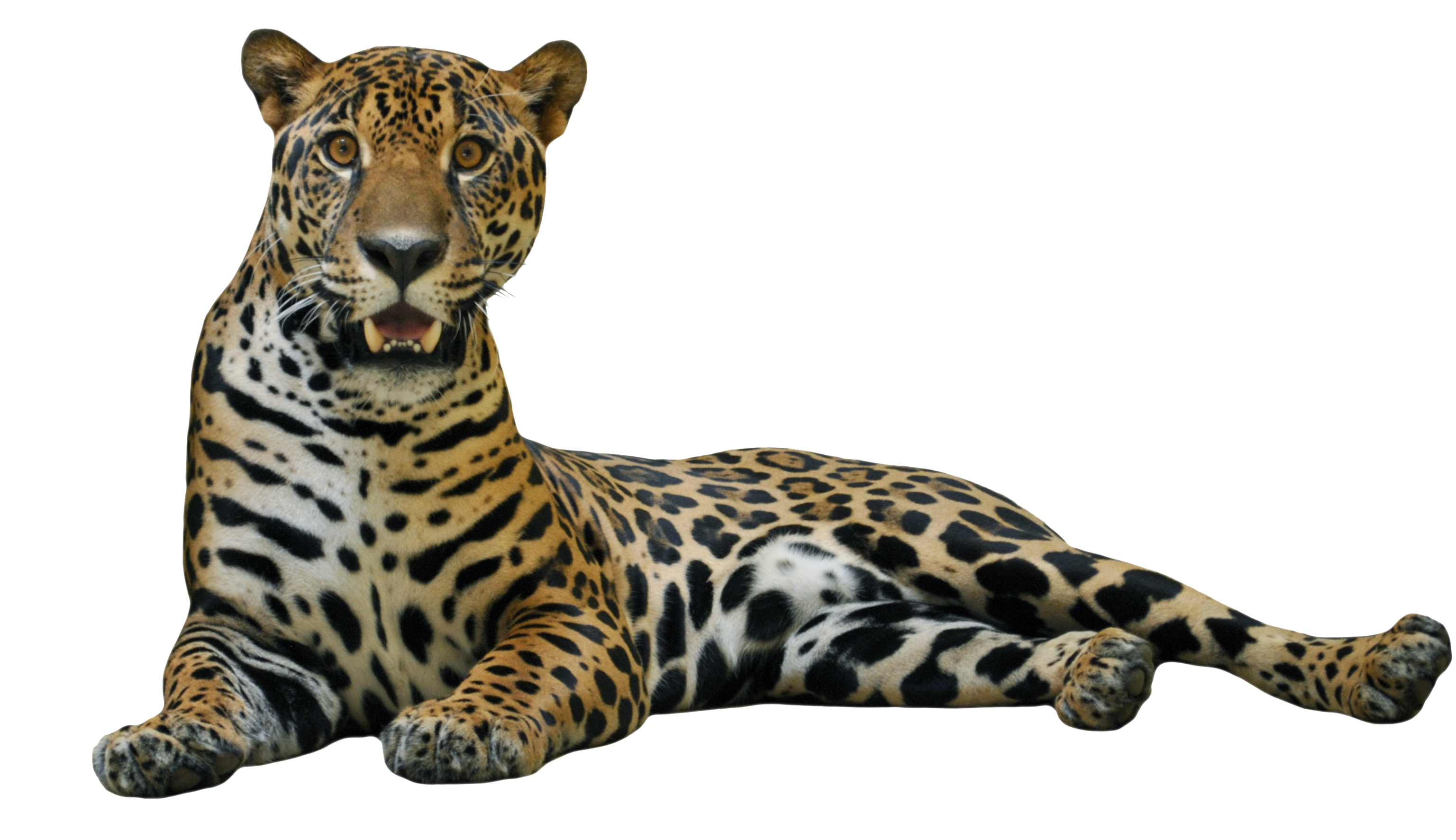 Jaguar Cheetah Wolverine Mammal Ocean PNG