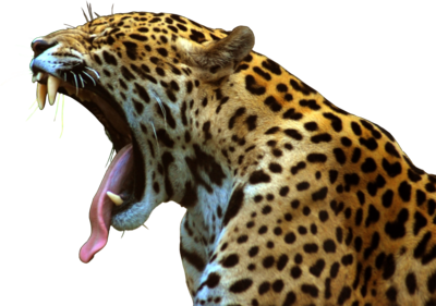 Jaguar Pets Kitten Lizard Panther PNG