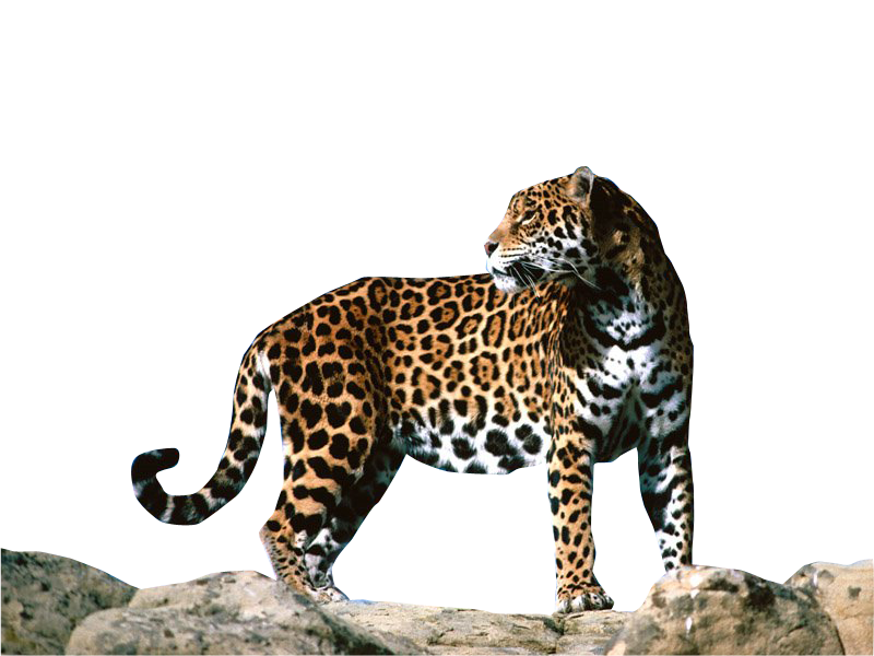 Nature Life Coyote Jaguar Panther PNG