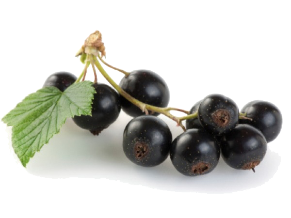 Morning Snack Coffee Plum Befit PNG