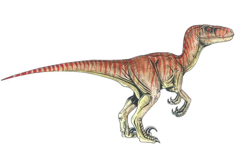 Velociraptor Drawing Dinosaur Tyrannosaurus International PNG