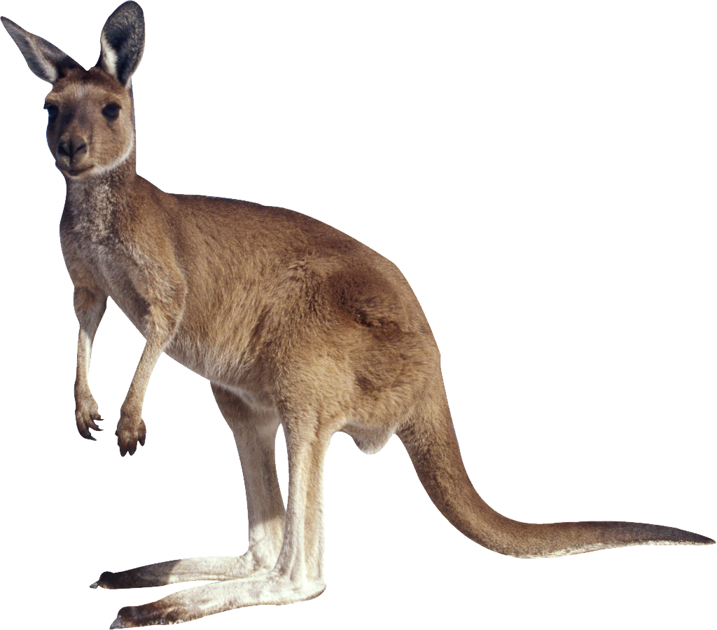 Cassowary Handle Koala Joey Kangaroo PNG