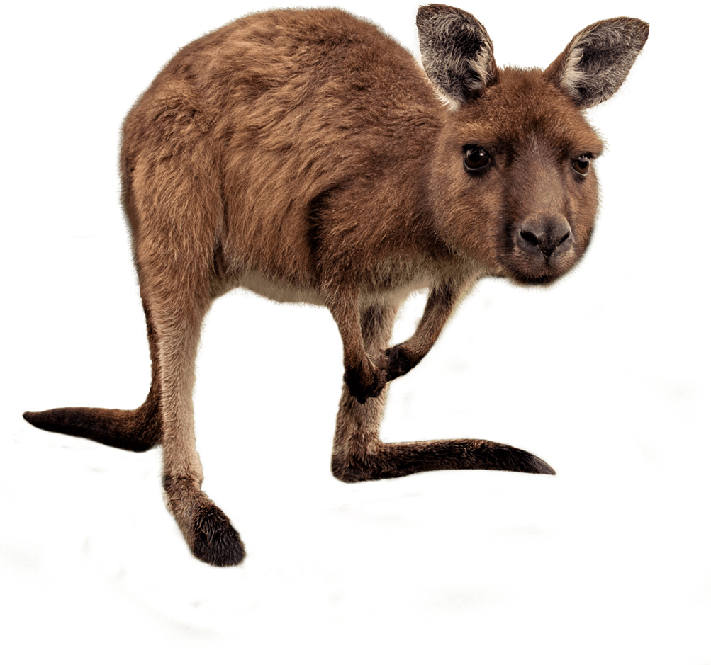 Monkey Echidna Goat Joey Kangaroo PNG