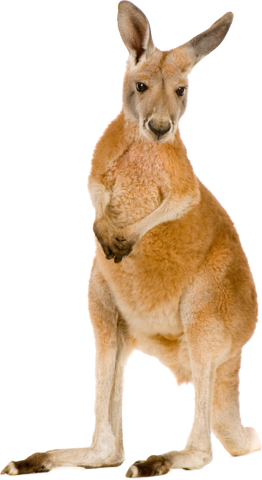 Joey Joeys Dingo Hyena Kangaroo PNG