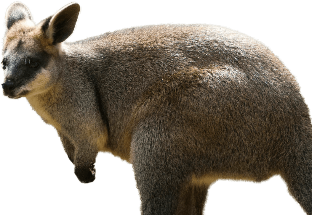Wallaby Kangaroo Ostrich Rhino Animals PNG